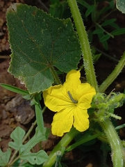 Cucumis sativus