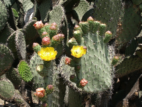 Image of Opuntia streptacantha by (c) osomex, some rights reserved (CC BY)
