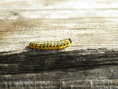 Macremphytus testaceus