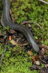 Uropeltis
