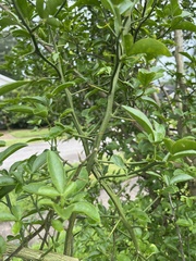 Citrus trifoliata