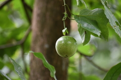 Passiflora edulis