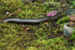 Uropeltis