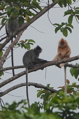 Trachypithecus cristatus