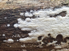 Radulomyces copelandii