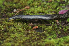 Uropeltis