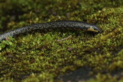 Uropeltis