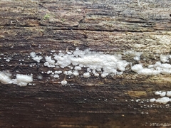 Radulomyces copelandii