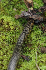 Uropeltis