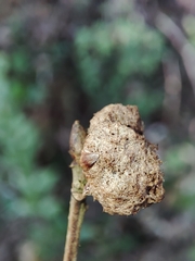 Andricus quercusramuli