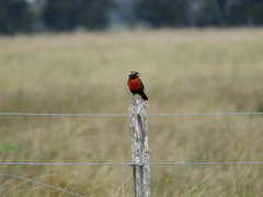 Leistes superciliaris