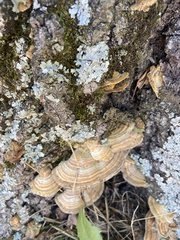 Trametes cubensis