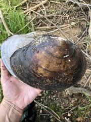 Utterbackiana suborbiculata