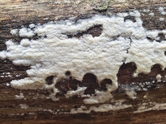 Radulomyces copelandii