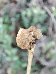 Andricus quercusramuli