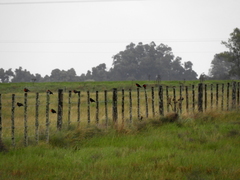 Leistes superciliaris