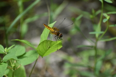Aethriamanta brevipennis