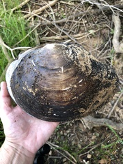 Utterbackiana suborbiculata