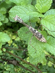 Stagmomantis