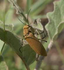 Epicauta immaculata