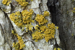 Xanthomendoza