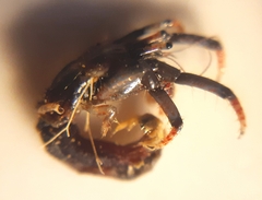 Clibanarius erythropus