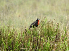 Leistes superciliaris