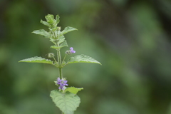 Mesosphaerum suaveolens