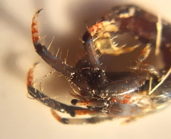 Clibanarius erythropus