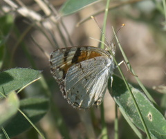 Phyciodes picta