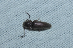 Dipropus simplex