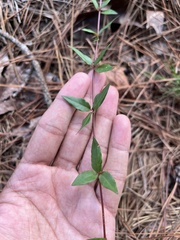 Gelsemium sempervirens