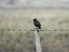 Leistes superciliaris