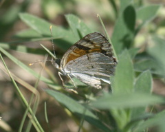 Phyciodes picta