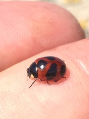 Coccinella monticola