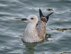 Larus michahellis