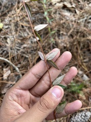 Gelsemium sempervirens