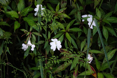 Impatiens hawkeri