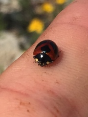 Coccinella monticola