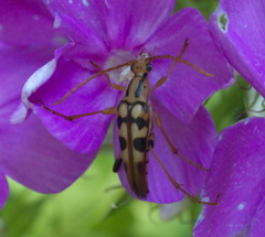 Strangalia luteicornis