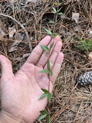 Gelsemium sempervirens