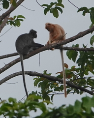 Trachypithecus cristatus