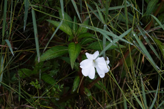 Impatiens hawkeri