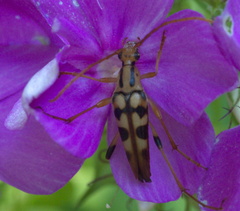 Strangalia luteicornis