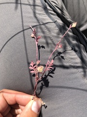 Polemonium micranthum