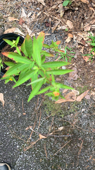 Ludwigia alternifolia