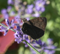 Erynnis horatius