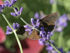 Erynnis horatius