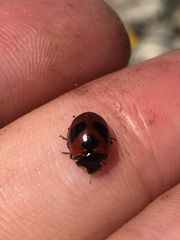 Coccinella monticola