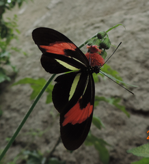 Heliconius erato